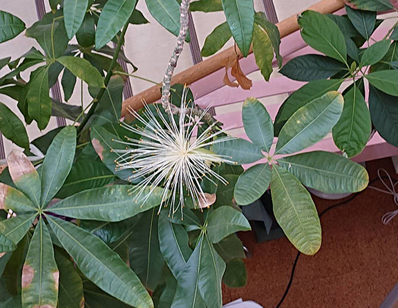パキラの花